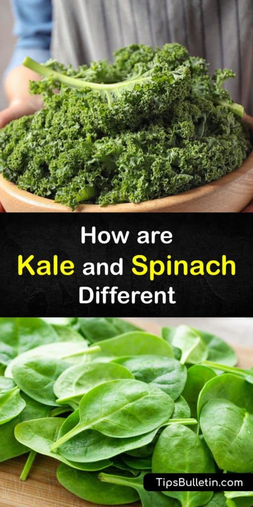 Take a closer look at the health benefits of leafy veggies we consider superfoods like kale, spinach, and chard. This guide shows how these greens differ in health benefits from levels of vitamin A, vitamin C, magnesium, anti-inflammatory capabilities, and number of antioxidants. #kale #spinach