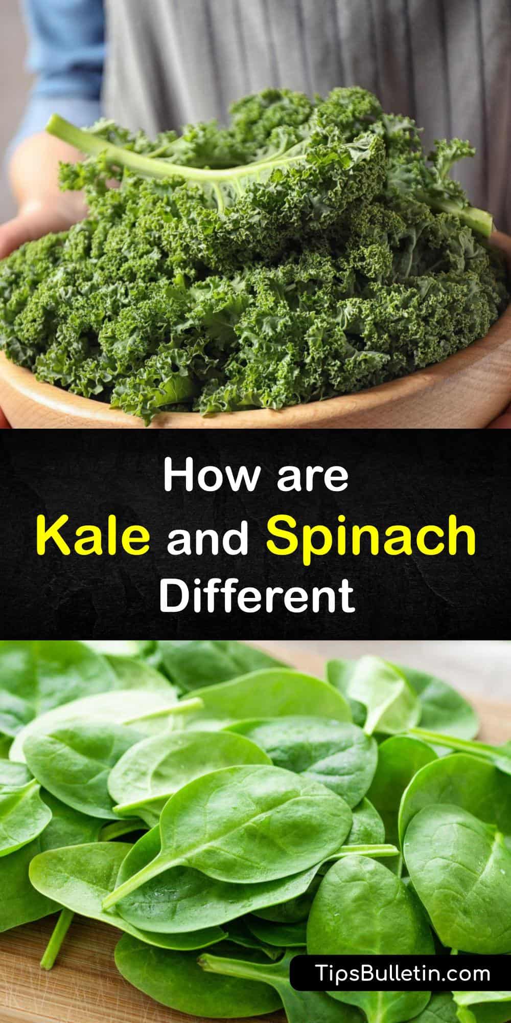 Are Spinach and Kale the Same