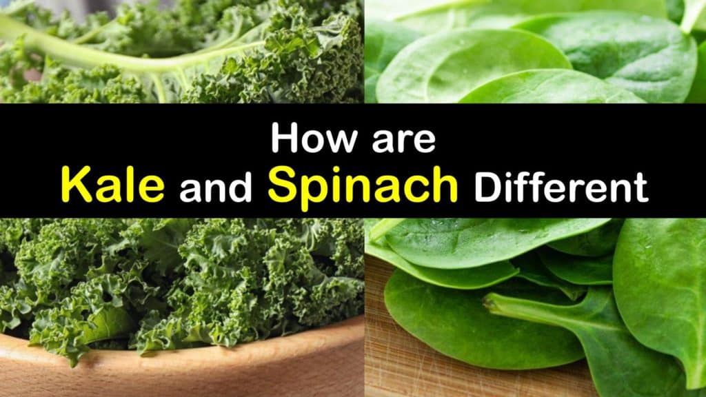 Are Spinach And Kale The Same are-spinach-and-kale-the-same