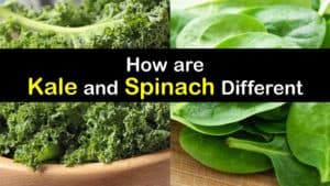 Kale vs Spinach titleimg1