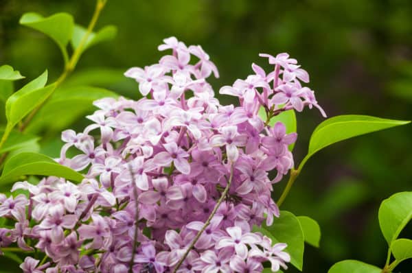 Lilacs are wonderfully aromatic plants.