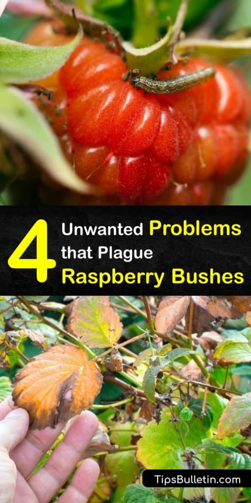 Discover treatments for insect infestations and plant diseases on red or black raspberry plants. Use organic copper fungicides to cure fungal diseases like anthracnose or spur blight. Learn how to prune infected plants to avoid issues next growing season. #raspberry #pests #diseases