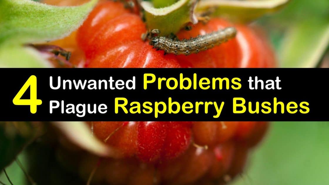 Problems Growing Raspberries What You Need to Do