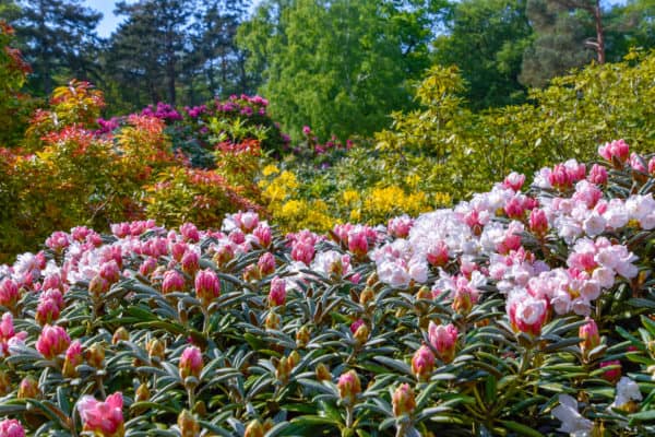 Rhododendrons are beautiful when they bloom and many species are evergreen.