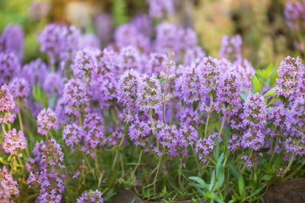 Thyme is a low-growing herb that is an ideal blueberry companion plant.