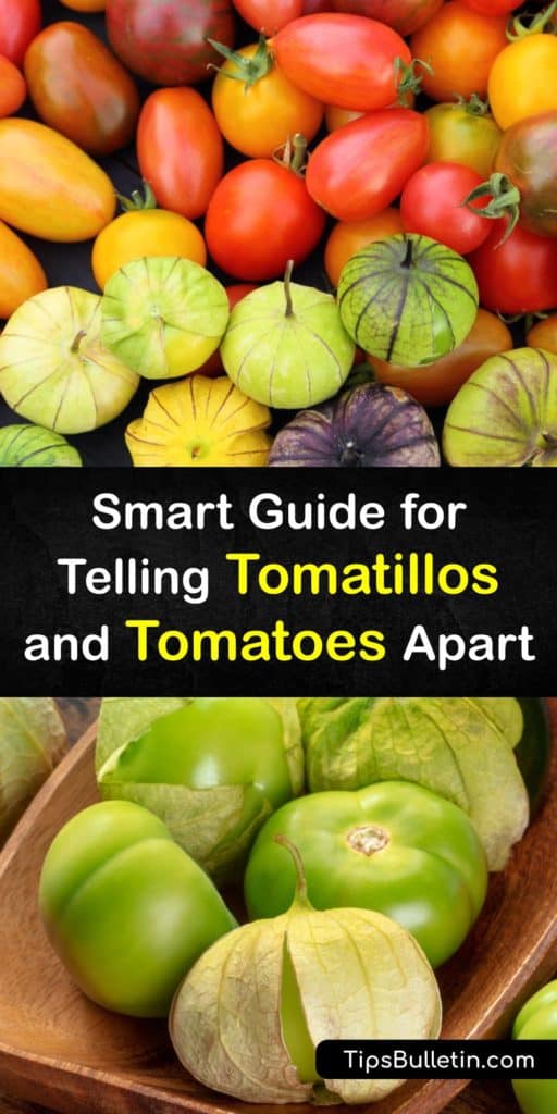 A Mexican husk tomato or tomatillo is green with a papery husk and perfect for making salsa verde, but it’s a different fruit than a tomato. Learn the differences between fresh tomatillos vs tomatoes and how to use them in recipes. #tomatillo #tomatoes