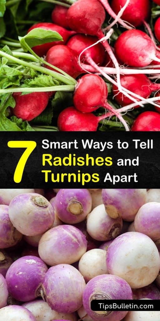 Discover the difference between turnip (Brassica rapa) and radish (Raphanus sativus). They’re excellent alone or with other root vegetables like parsnip or rutabagas. Brassica veggies contain vitamin C, calcium, and potassium. #turnip #radish