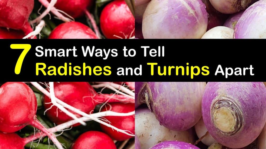 Turnip vs Radish titleimg1