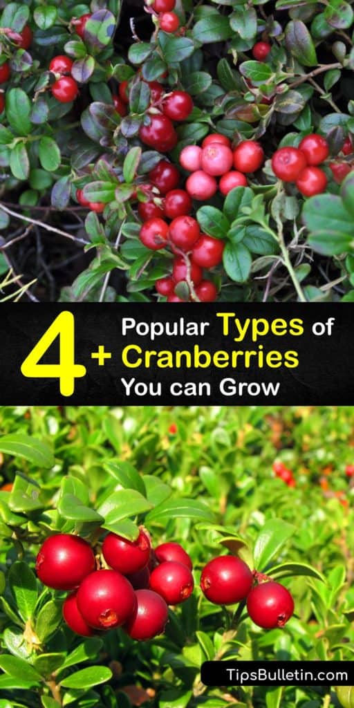 Learn about the different types of cranberries to plant in a home garden. While the American cranberry is native to areas like Wisconsin, New Jersey, Oregon, and Massachusetts, there are many other cranberry varieties to grow. #cranberry #varieties #growing