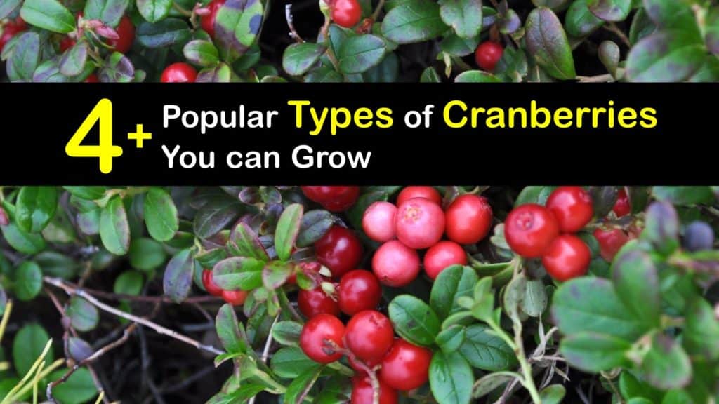 Types of Cranberries titleimg1