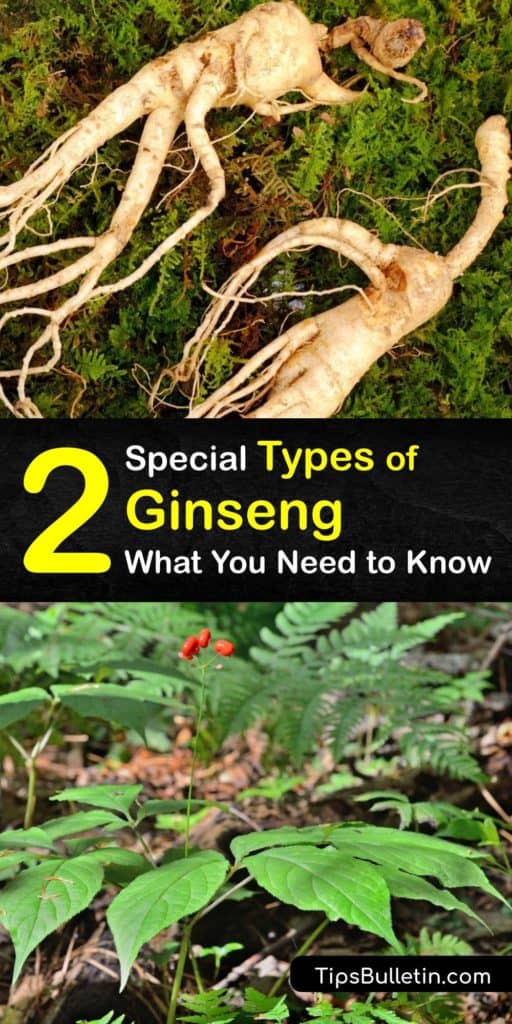Learn about the different types of ginseng, from Siberian ginseng and American ginseng to Asian ginseng or Korean ginseng and which are the most common. Ginseng root is popular in traditional Chinese medicine. Learn how to grow your own at home. #ginseng #varieties