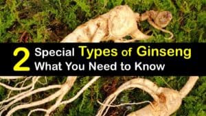Types of Ginseng titleimg1