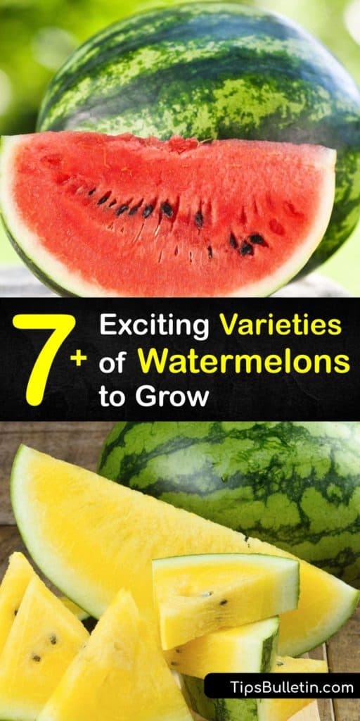 Discover tasty watermelon types like Crimson Sweet and Charleston Gray. From small icebox melons to juicy seedless varieties, the options are endless. The fruits grow round to oblong and often have light green rinds with dark green stripes. #watermelon #varieties #types