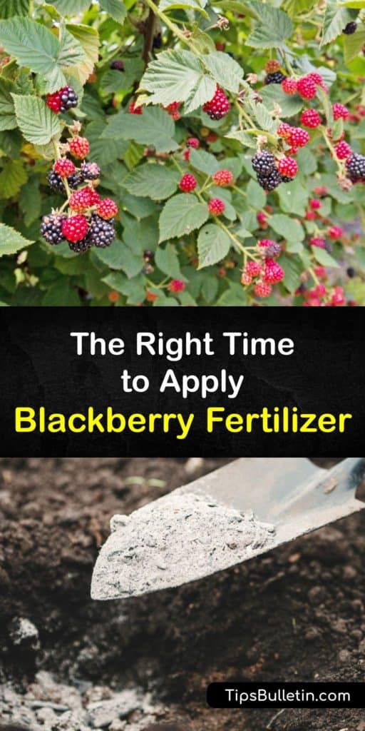Discover how and when to fertilize, prune, and care for your blackberry plants to promote healthy growth and high yields. Fertilizing blackberry bushes is easy and an essential step with new plants to encourage berry production in the second year. #when #fertilize #blackberries