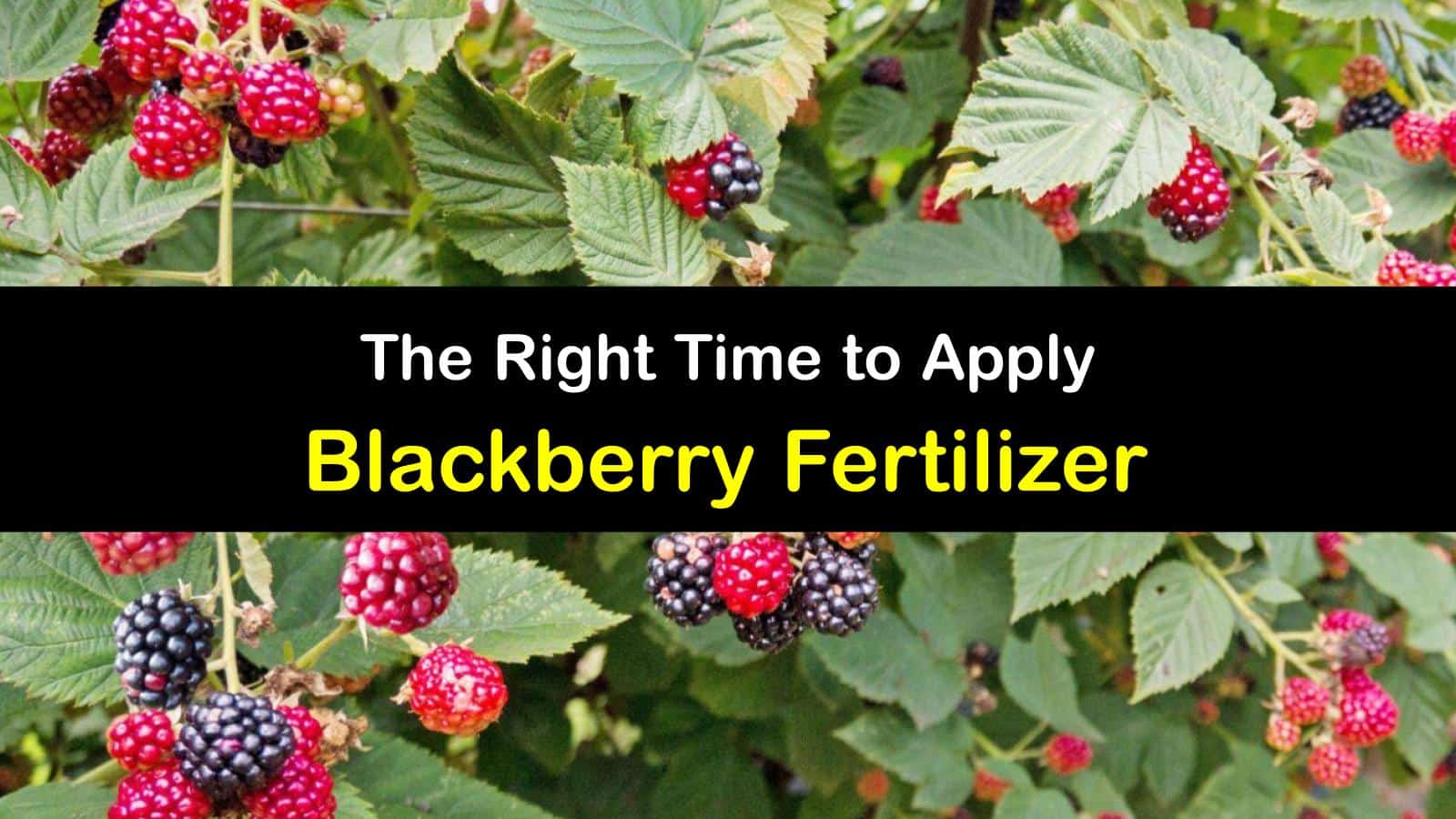 Best Time to Fertilize Blackberries Blackberry Fertilizing Strategies