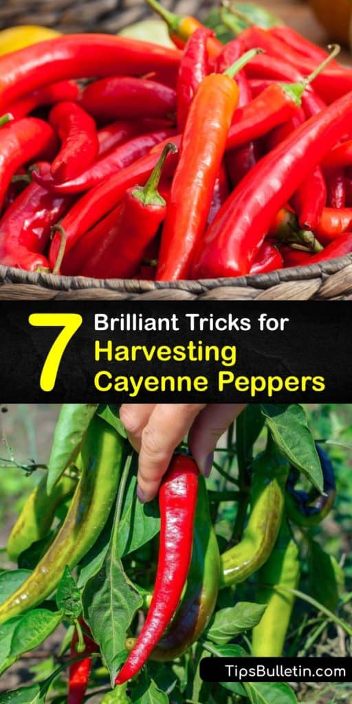 Grow cayenne peppers and other Capsicum annuum hot peppers like the jalapeno chili pepper at home this growing season. Use these gardening tips for transplanting young pepper seeds after the last frost and harvest the spicy peppers by the end of summer. #harvest #cayenne #peppers