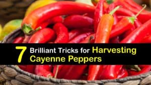 When to Harvest Cayenne Peppers titleimg1
