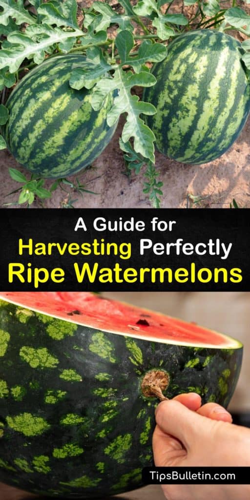 Find a perfectly ripe watermelon with our methods of testing ripeness and finding overripe and unripe ones by their hollow sound. Plus, learn about pollination with female flowers, why the best cultivar is the Sugar Baby, and tips for growing watermelons at home. #when #harvest #watermelon
