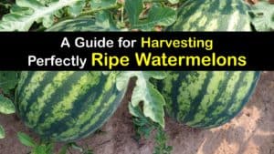 When to Harvest Watermelon titleimg1