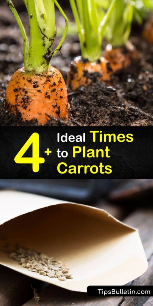Open your mind to Danvers, Chantenay, Imperator, and Nantes carrot varieties after reading this article on carrot roots. Plant these biennial crops at the perfect times with raised beds and a little bit of mulch. #when #planting #carrots