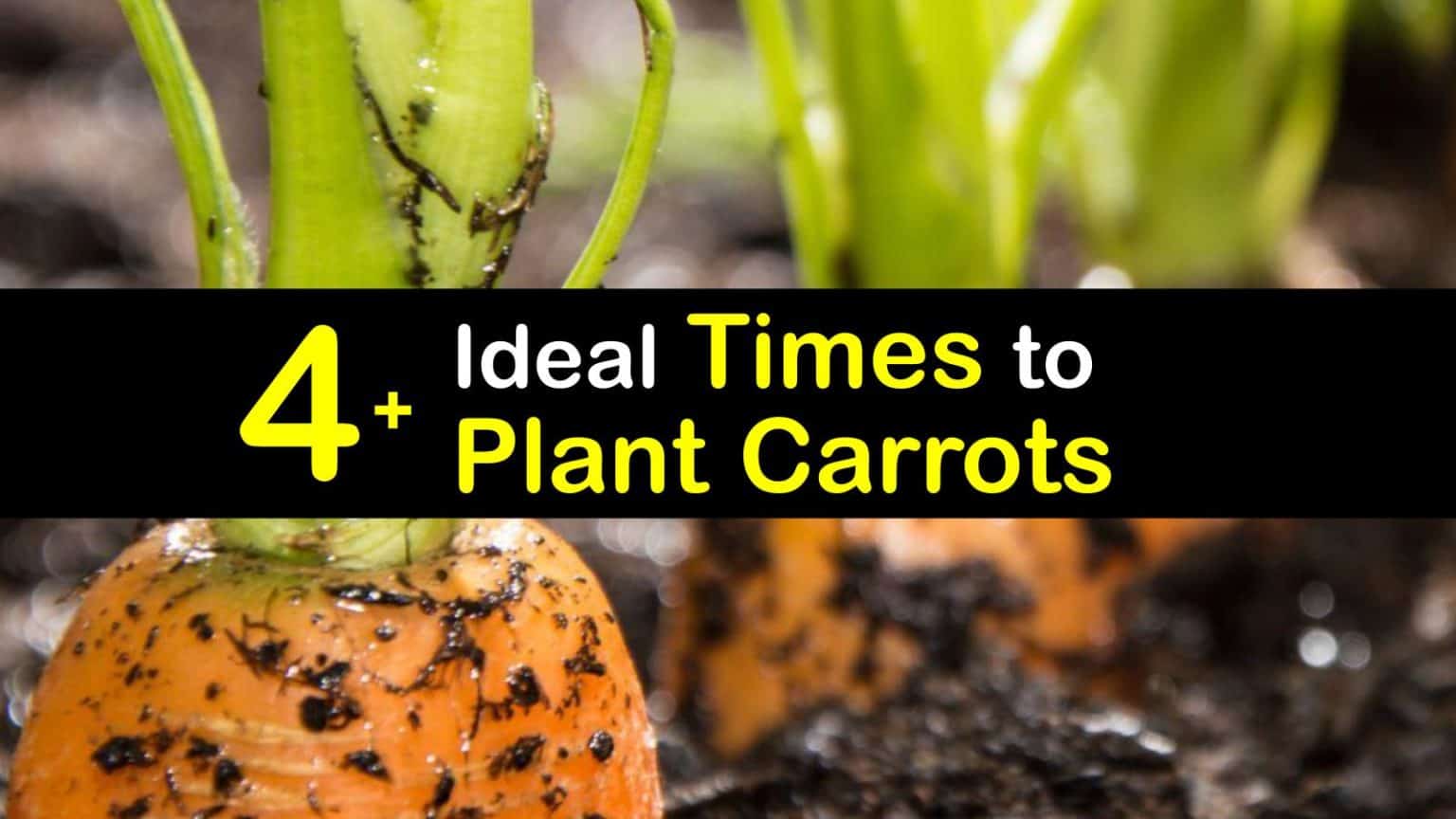 Carrot Growing Clever Tips for the Best Time to Plant Carrots