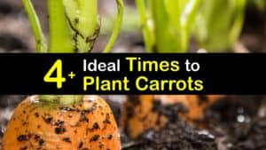 When to Plant Carrots titleimg1