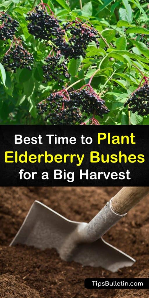 Grow the Sambucus nigra black elderberry or Sambucus canadensis American elderberry and its many cultivars. Harvest these fruits after they spend their first year of life in partial shade and protected with mulch until you prune the berries for a tasty jam. #when #planting #elderberries