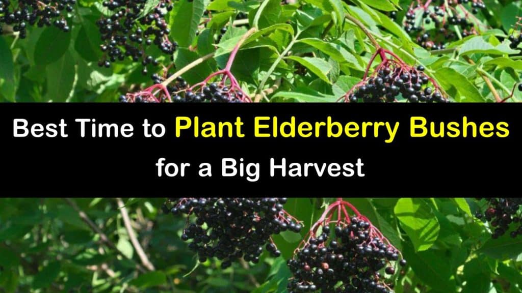 When to Plant Elderberry Bushes titleimg1