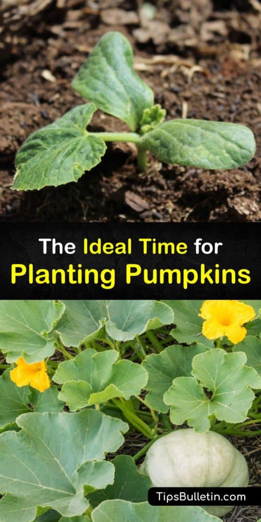 Grow a giant pumpkin and other types of gourds when you sow your pumpkin seeds in late May. This guide tells you the perfect time and growing conditions, like full sun, for growing pumpkins to give you a hard rind and repel aphids and cucumber beetles. #when #plant #pumpkins