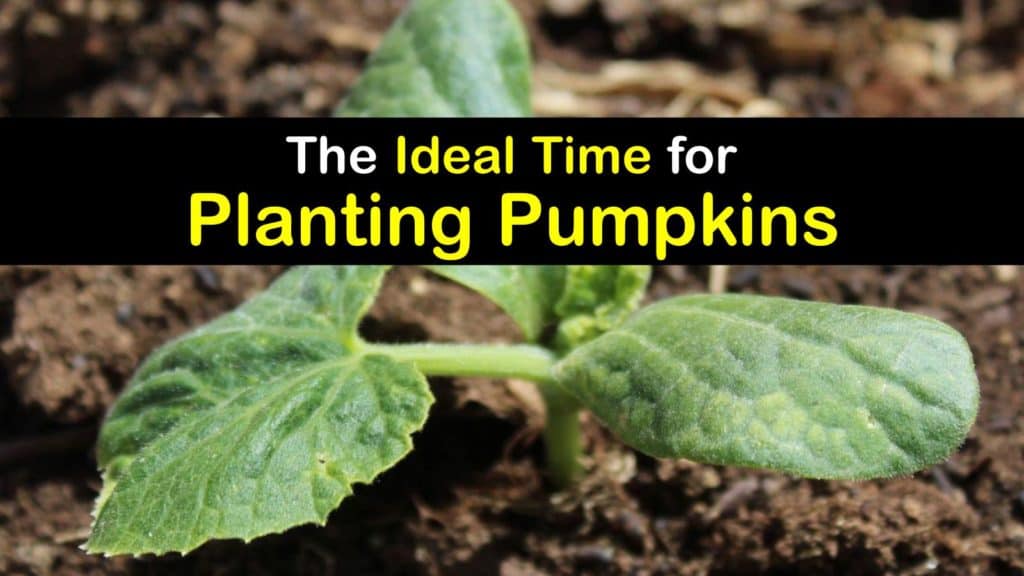 When to Plant Pumpkins titleimg1