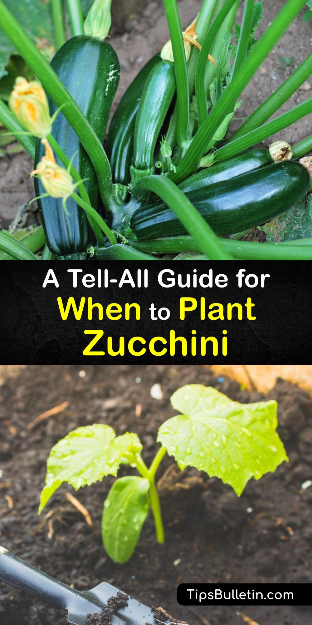 When To Plant Zucchini - Featured Image