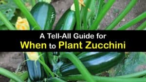 When to Plant Zucchini titleimg1