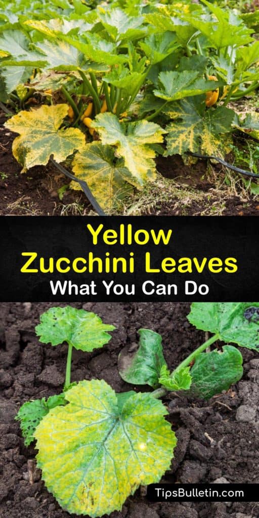 Take care of the summer squash in your garden this year by preventing your zucchini leaves from turning yellow with these tips on pollination for female flowers, preventing pest infestation from aphids and spider mites, and discouraging powdery mildew and other diseases. #zucchini #leaves #yellow