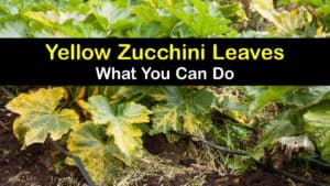 Zucchini Leaves Turning Yellow titleimg1