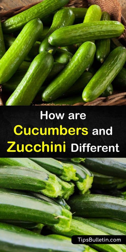 Cucumbers and zucchini are low in calories and carbohydrates. They’re rich in antioxidants, calcium, vitamin C, and other nutrients that provide a range of health benefits. These veggies are in the Cucurbitaceae or gourd family. #zucchini #cucumber