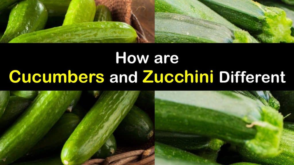 Zucchini vs Cucumber titleimg1