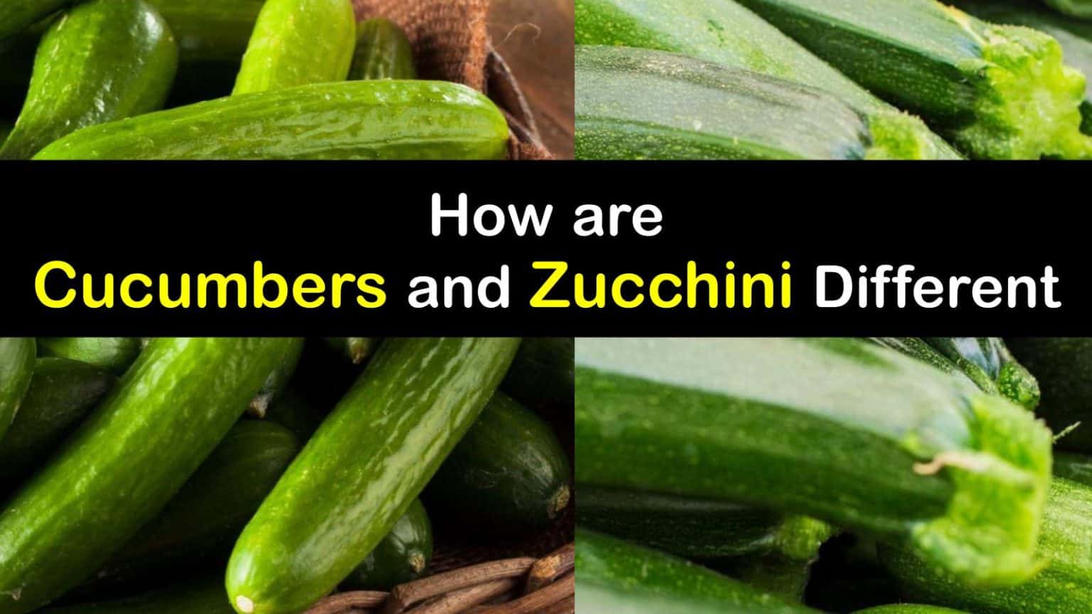 How are Zucchini and Cucumbers Different