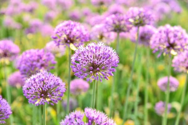 Grow alliums next to raspberry plants.