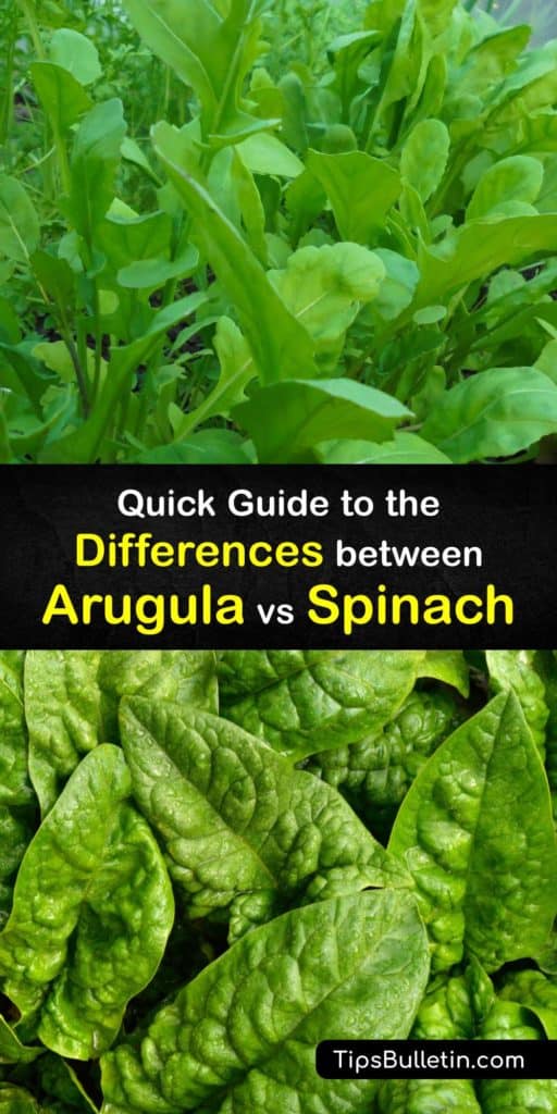 Learn the health benefits of arugula vs spinach and how they differ in flavor. Arugula is native to the Mediterranean region, while spinach comes from Asia. Both contain antioxidants, potassium, and vitamin A, but spinach has more vitamin K. #difference #arugula #spinach