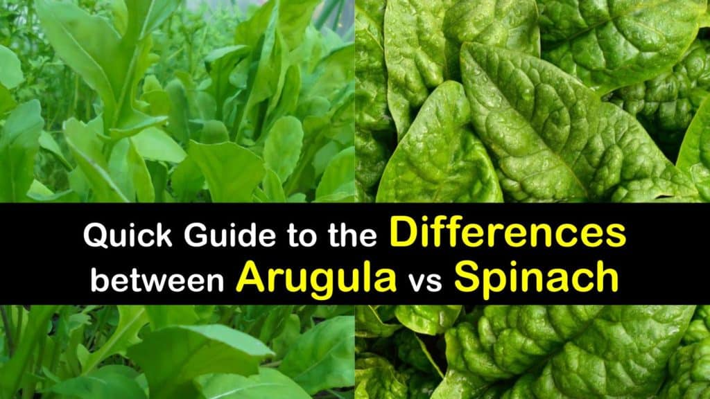 Arugula vs Spinach titleimg1