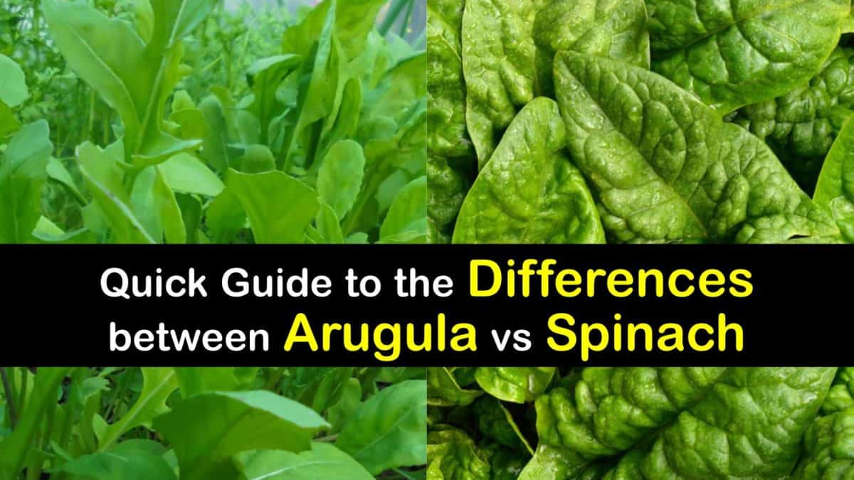 How are Arugula and Spinach Different