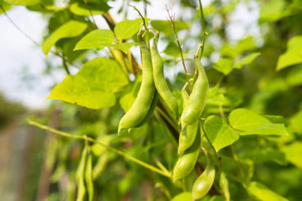 Beans are one of the Three Sisters crops of the Native Americans.
