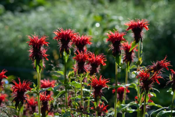Bee balm repels many unwanted pests from beets.