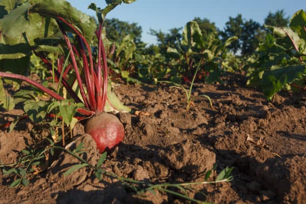 There are many great companions for beets in the garden.