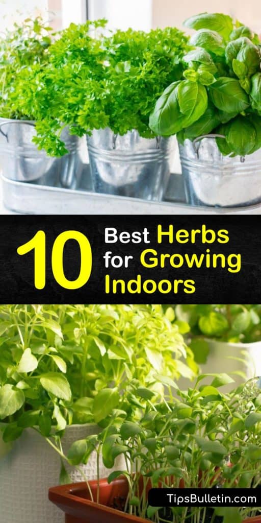Find out how to grow an indoor herb garden. All you need is rich potting soil, a pot with drainage holes, and a spot with six hours of sun or grow lights. Snip fresh herbs like basil, cilantro, and oregano for a garnish or recipe. #grow #herbs #indoors