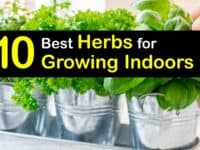 Best Herbs to Grow Indoors titleimg1