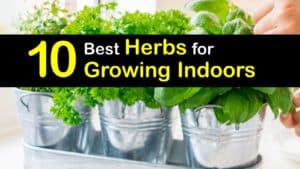 Best Herbs to Grow Indoors titleimg1