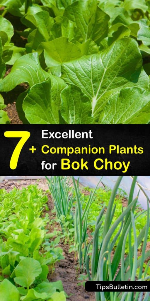 Discover the best companion plants for bok choy. Chamomile, marigolds, and nasturtium flowers repel pests and attract their natural predators. Veggies like bush beans, chives, lettuce, and spinach are also a good match. Keep them separate from other Brassicas. #companion #plants #bokchoy