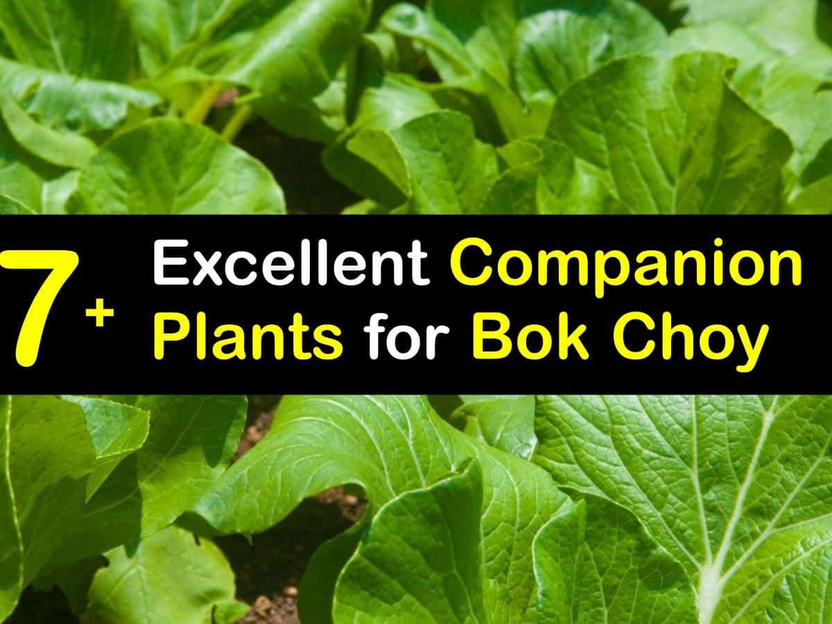 Image of Bok choy and lettuce companion planting