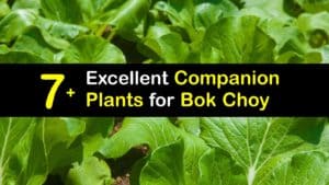 Bok Choy Companion Plants titleimg1